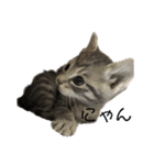 猫のOK（個別スタンプ：13）
