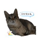 猫のOK（個別スタンプ：14）