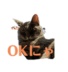 猫のOK（個別スタンプ：15）