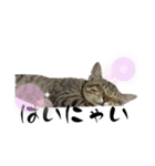 猫のOK（個別スタンプ：16）