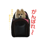 もふもふマリンちゃん4（個別スタンプ：4）