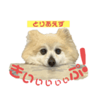 もふもふマリンちゃん4（個別スタンプ：7）