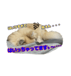 もふもふマリンちゃん4（個別スタンプ：16）