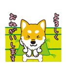 柴犬と一緒に 修正版（個別スタンプ：11）