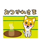 柴犬と一緒に 修正版（個別スタンプ：14）