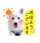 日本スピッツ★自来也②(敬語版)（個別スタンプ：1）