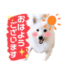日本スピッツ★自来也②(敬語版)（個別スタンプ：2）