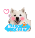 日本スピッツ★自来也②(敬語版)（個別スタンプ：3）