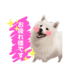 日本スピッツ★自来也②(敬語版)（個別スタンプ：4）