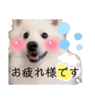 日本スピッツ★自来也②(敬語版)（個別スタンプ：5）