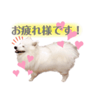 日本スピッツ★自来也②(敬語版)（個別スタンプ：6）