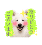 日本スピッツ★自来也②(敬語版)（個別スタンプ：7）
