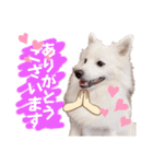 日本スピッツ★自来也②(敬語版)（個別スタンプ：8）