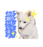日本スピッツ★自来也②(敬語版)（個別スタンプ：11）