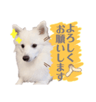 日本スピッツ★自来也②(敬語版)（個別スタンプ：12）