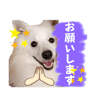日本スピッツ★自来也②(敬語版)（個別スタンプ：13）