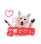 日本スピッツ★自来也②(敬語版)（個別スタンプ：14）