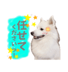 日本スピッツ★自来也②(敬語版)（個別スタンプ：16）