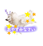 日本スピッツ★自来也②(敬語版)（個別スタンプ：19）