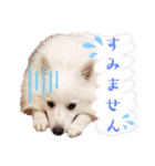 日本スピッツ★自来也②(敬語版)（個別スタンプ：20）