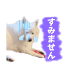 日本スピッツ★自来也②(敬語版)（個別スタンプ：21）