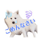 日本スピッツ★自来也②(敬語版)（個別スタンプ：22）