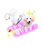 日本スピッツ★自来也②(敬語版)（個別スタンプ：23）