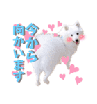 日本スピッツ★自来也②(敬語版)（個別スタンプ：24）