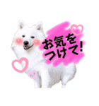 日本スピッツ★自来也②(敬語版)（個別スタンプ：26）