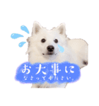 日本スピッツ★自来也②(敬語版)（個別スタンプ：31）