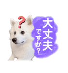 日本スピッツ★自来也②(敬語版)（個別スタンプ：32）