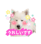 日本スピッツ★自来也②(敬語版)（個別スタンプ：34）