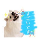 日本スピッツ★自来也②(敬語版)（個別スタンプ：35）