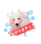 日本スピッツ★自来也②(敬語版)（個別スタンプ：36）