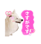 日本スピッツ★自来也②(敬語版)（個別スタンプ：37）