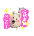 日本スピッツ★自来也②(敬語版)（個別スタンプ：38）