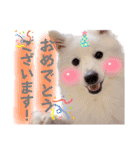 日本スピッツ★自来也②(敬語版)（個別スタンプ：39）