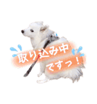 日本スピッツ★自来也②(敬語版)（個別スタンプ：40）