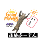 にゃんこ 愛猫（個別スタンプ：1）