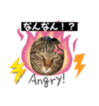 にゃんこ 愛猫（個別スタンプ：3）
