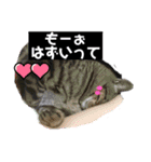 にゃんこ 愛猫（個別スタンプ：4）
