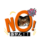 にゃんこ 愛猫（個別スタンプ：7）