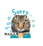 にゃんこ 愛猫（個別スタンプ：9）
