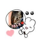 にゃんこ 愛猫（個別スタンプ：11）
