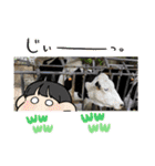 にゃんこ 愛猫（個別スタンプ：14）