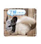 Minchopila 5（個別スタンプ：6）