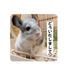 Minchopila 5（個別スタンプ：8）