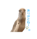 Minchopila 5（個別スタンプ：11）