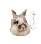 Minchopila 5（個別スタンプ：12）