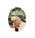 Minchopila 5（個別スタンプ：15）